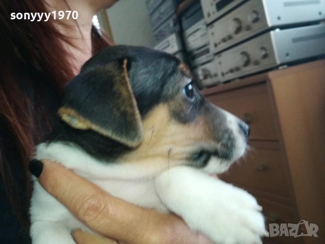 МЪЖКАР-ДЖАК РЪСЕЛ-ПОСЛЕДНА БРОЙКА!!! 2909251715, снимка 10 - Джак ръсел териер - 51880586