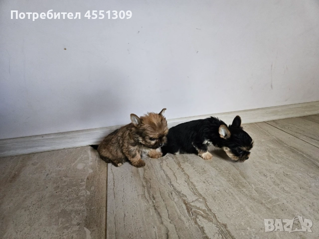 Йоркширски териер