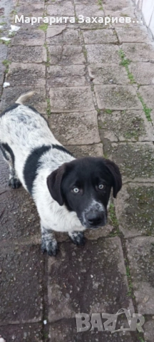 Кучета за пазачи на стада, снимка 6 - Други - 53458794