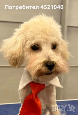 Пудел той, снимка 2 - Пудели - 52374915