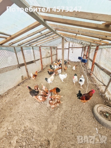 кокошки за яйца и месо, снимка 3 - Кокошки и пуйки - 52480211