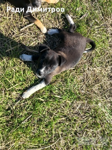 ПОДАРЯВАМ КУЧЕНЦА, снимка 16 - Други - 52297955