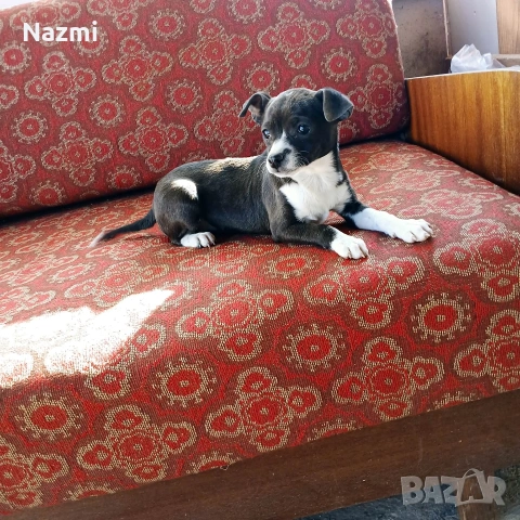 продавам женски пинчер , снимка 7 - Пинчер - 53598255