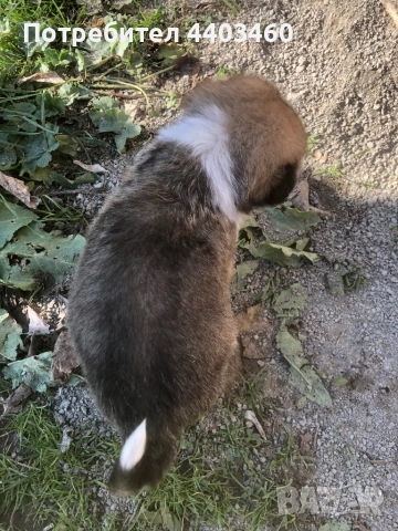 Подарявам кученце, снимка 3 - Изгубени/намерени - 52835467