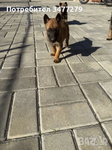 Белгийски овчарки, снимка 9 - Белгийска овчарка - 52440740