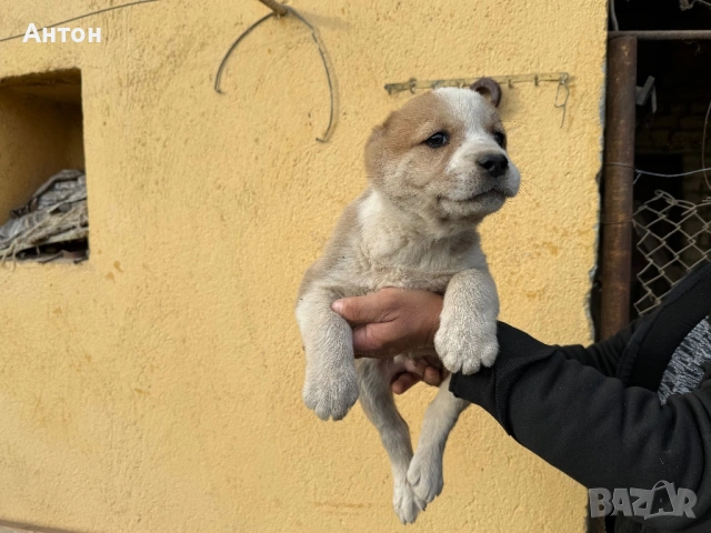 Алабай (Средно Азиатска овчарка), снимка 9 - Алабай - 52940508