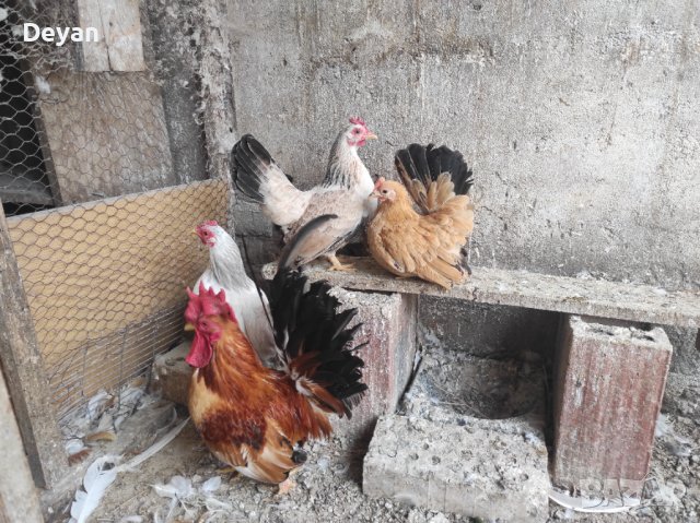 Продавам кокошки шабо, снимка 2 - Кокошки и пуйки - 42672689