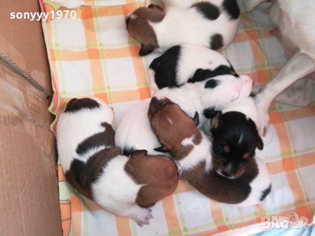 ДЖАКЧЕ СЛАДКО БОНБОНЧЕ 0303221618, снимка 12 - Джак ръсел териер - 35981375