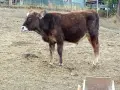 телета различна възраст, снимка 6