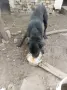 Кучетата подарявам, снимка 1