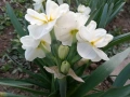 Нарциси (10 луковици) , снимка 3