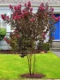 Индийски люляк Lagerstroemia indica Black Diamond Crimson red, снимка 1