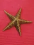 Дизайнерска скулптора на Мартин, голяма морска звезда. , снимка 3