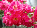 Катерливи рози, снимка 1 - Градински цветя и растения - 44778305