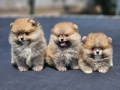 Померан мини , снимка 4