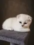 Синеоко шотландско клепоухо момче – Scottish Fold. Сръбрена чинчила, снимка 5