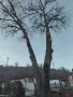 Рязане на опасни дървета всякакви , снимка 11