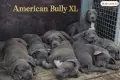 ТОП ЦЕНА!!!Американско були Хл American Bully Xl , снимка 1