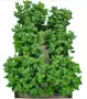Само 2.80€ за брой На Най ниски цени ! Кълбовидна хризантема ., снимка 15