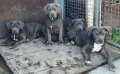 Американско Були Ххл American bully XXl , снимка 4