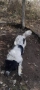 Продавам Каракачанско куче (женско) , снимка 4