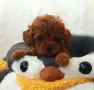 Той пуделчета момиченца, снимка 1