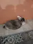 Декоративно зайче, снимка 1