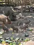 Малки виетнамски прасенца , снимка 2