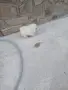 Mini Pomeran Momce, снимка 10