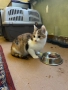 Подарявам малко трицветно котенце. , снимка 5