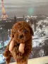 Той пуделчета,топ!, снимка 4