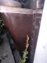 Печка на дърва Чудо, снимка 3
