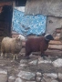 коч кочове овце , снимка 7