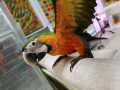 Сезонна разпродажба на папагали АРИ, снимка 8
