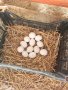 Оплодени яйца от кокошки Бял Легхорн