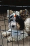 Продавам Йоркширски териер , снимка 11