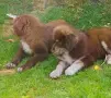 Каракачански кучета, снимка 13