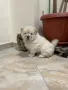 чау чау женско., снимка 3