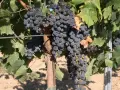 Продавам грозде за вино и ракия, снимка 3