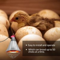 Нагревателна лампа за домашни птици - пилета инфрачервена крушка 250 W , снимка 5 - За птици - 41724335