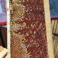 Полифлорен мед реколта 2023 г., снимка 4 - Пчелни продукти - 42170508