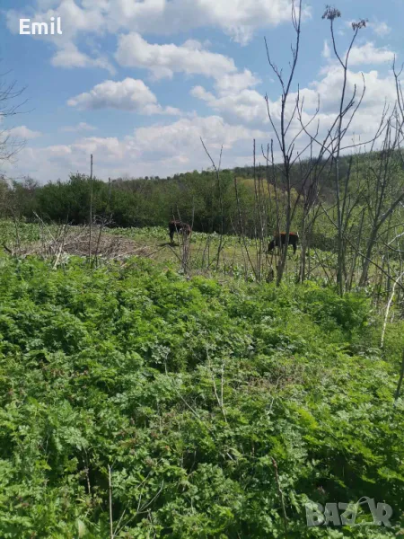От собственик. Дворно място в село Пелишат до Плевен, снимка 1