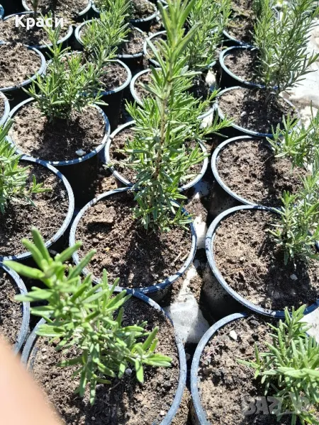 Розмарин, снимка 1