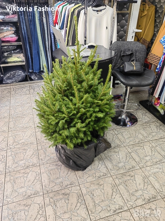коледна елха в саксия-жива, снимка 1