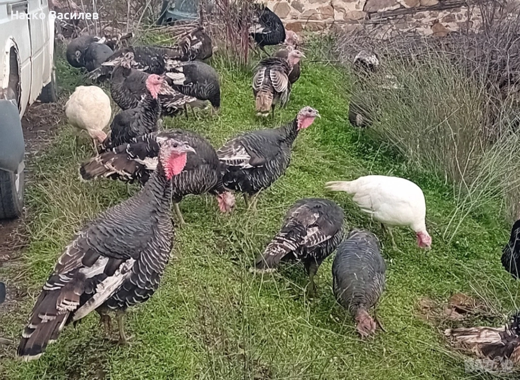 Свободни домашни пуйки гр.хасково 0877222145, снимка 1