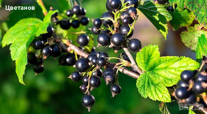 Касис  (Черно френско грозде), снимка 1