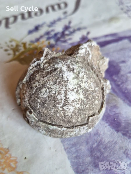 ✅ФОСИЛ - МОРСКИ ТАРАЛЕЖ ❗, снимка 1