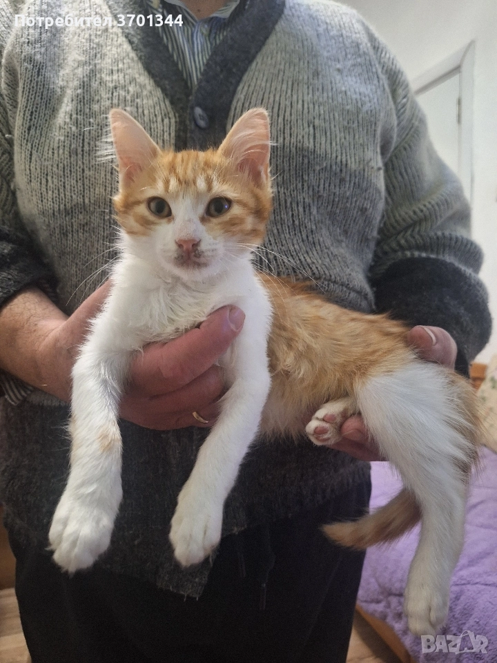 Подарявам котенце, снимка 1