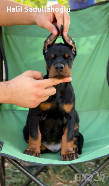 FCI родословие – малки Добермани, шампионска линия, снимка 1