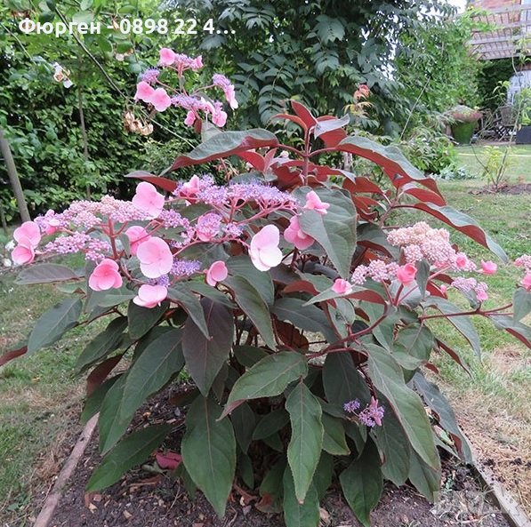 Хортензия aspera Hot Chocolate, снимка 1